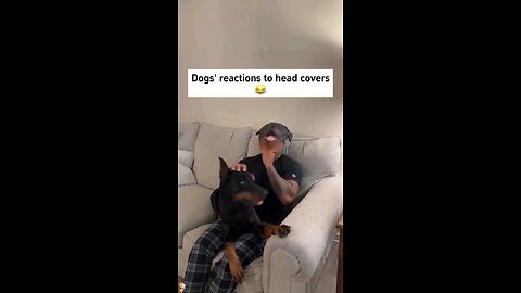 Dogs reactions to head covers