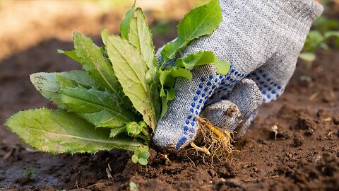 The Word, " The Troublesome Little Horn, 7th Identifying Mark-Part 1 "