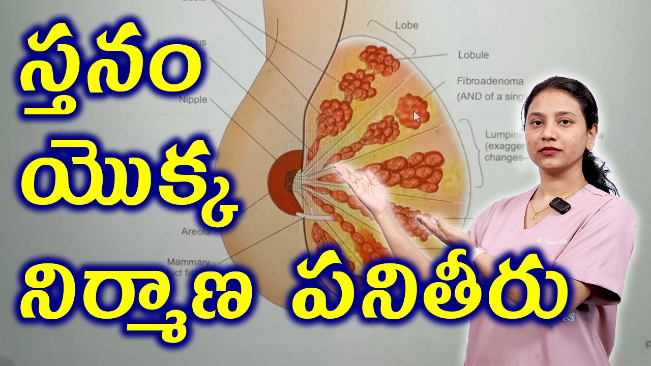 స్తనం యొక్క నిర్మాణ పనితీరు Structure and Function of Breast Related to Fibroadenoma or Breast Mouse