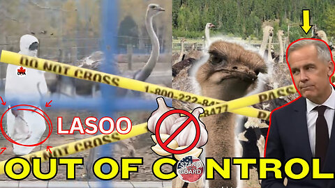 What is Going on At Universal Ostrich Farms? | Stand on Guard