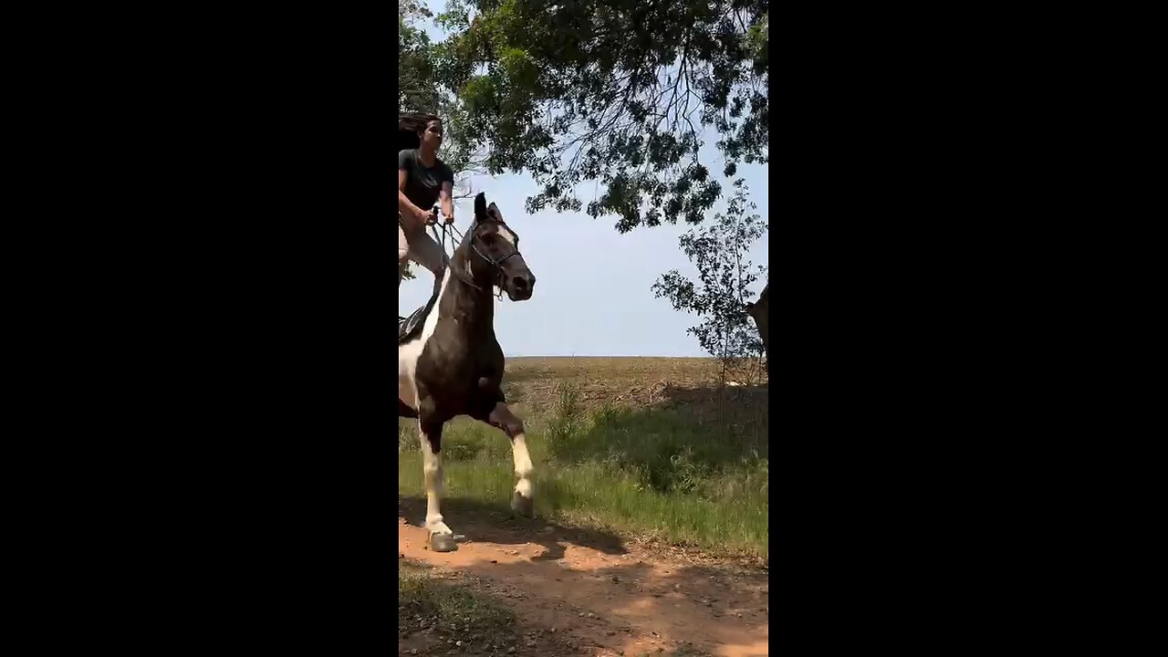 This is a champion equestrian.