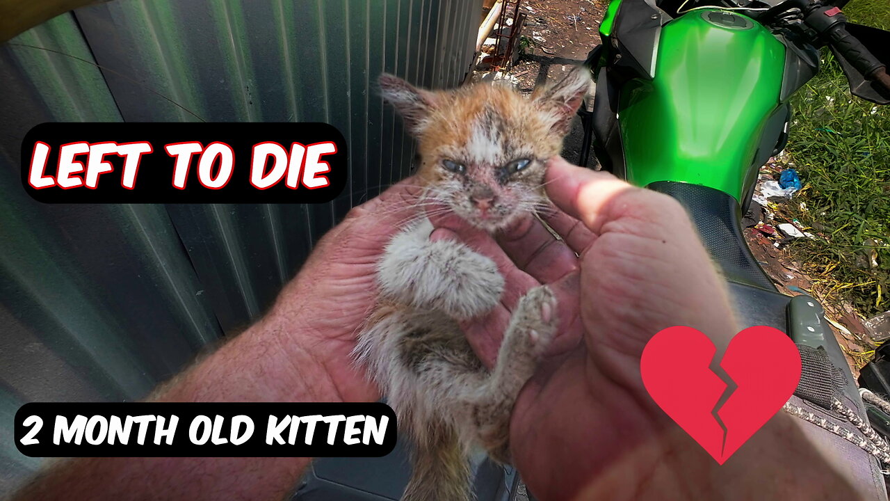 2-Month-Old Kitten With Severe Scabies Left to Die on the Road 💔 - Her Rescue