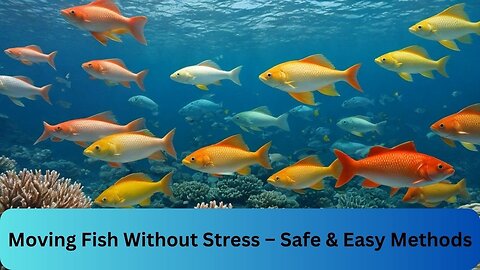 Moving Fish Without Stress – Safe & Easy Methods