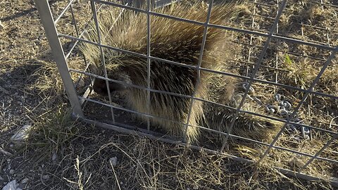 Porcupine in a hog trap. What an interesting animal