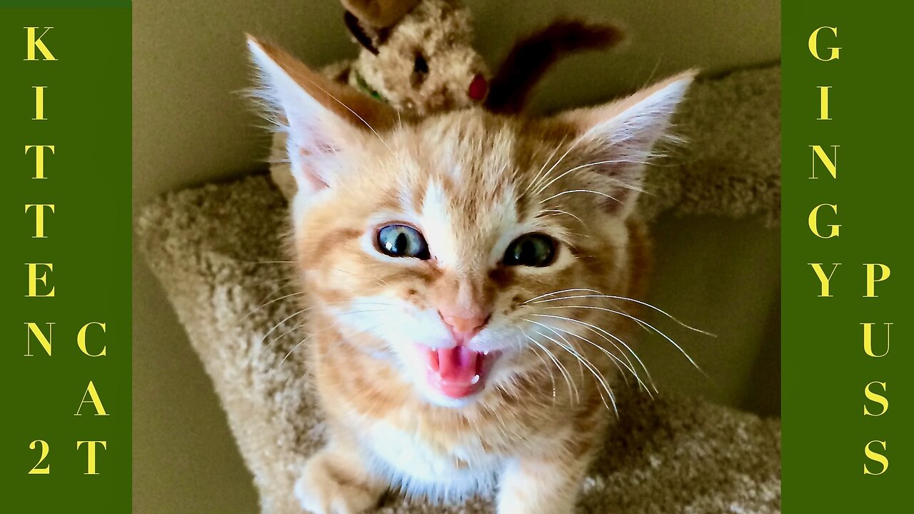 Why ADOPT a KITTEN?
