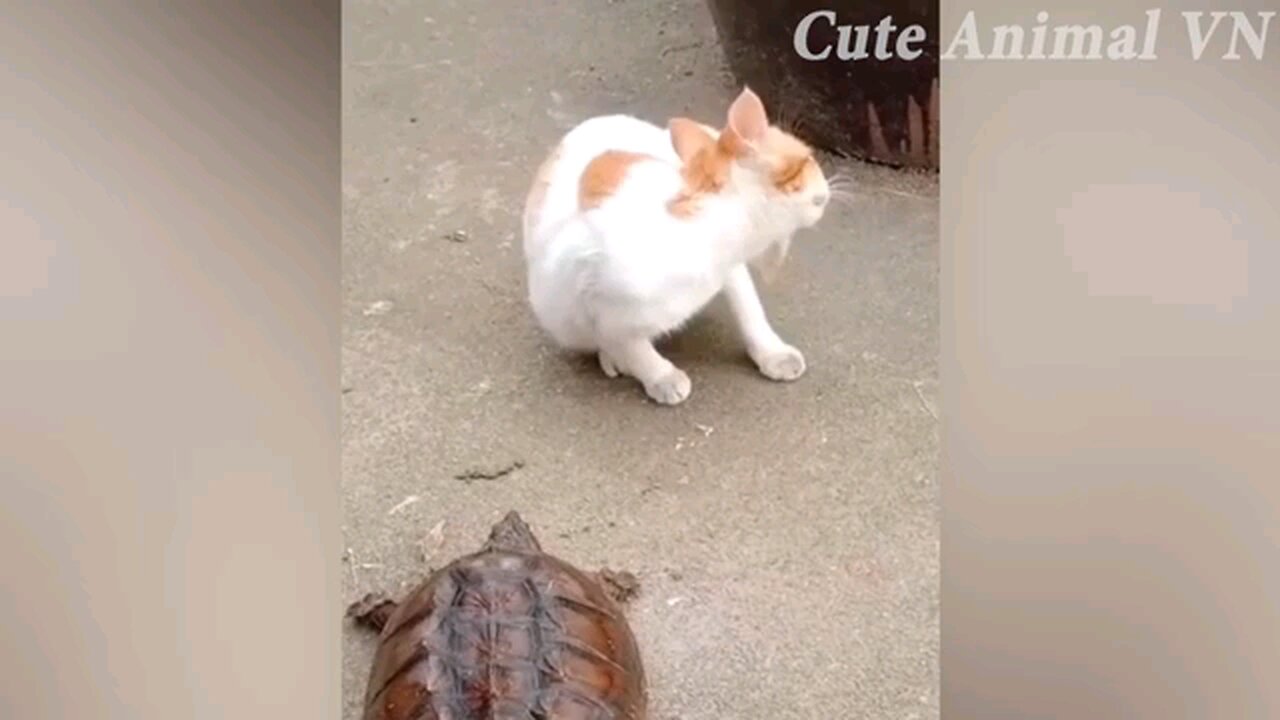 Funny Animal Video