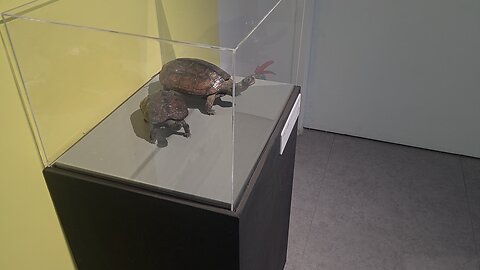 tortoise sculpture