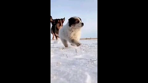 Funny dogs