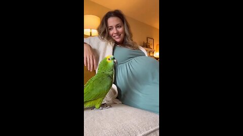 funny parrot