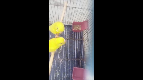 birds