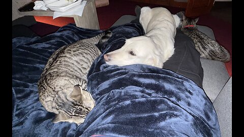 Episode 3086 - The Scott Adams School 02/03/26