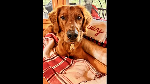 Red Golden Retriever Puppy's Convertible Ride to Yalaha Bakery in Sunny Florida! #goldenretrievers