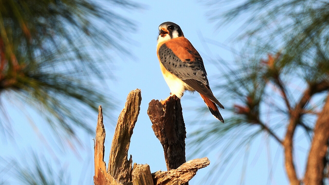 American Kestrel Eating Prey