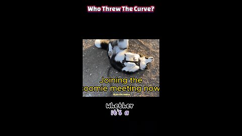 Why Do Cats Go Psycho at 2AM? 10 Hilarious Reasons Behind Zoomies