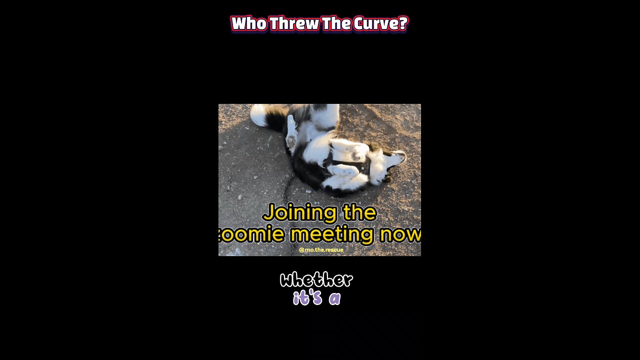 Why Do Cats Go Psycho at 2AM? 10 Hilarious Reasons Behind Zoomies