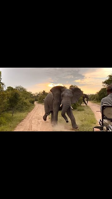 Sri Lanka Wild Elephant Attack Safari Jeep