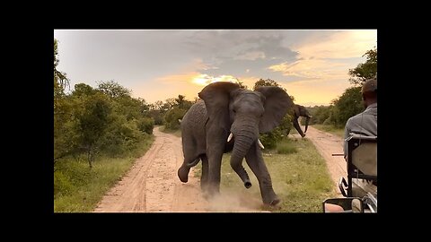 Sri Lanka Wild Elephant Attack Safari Jeep