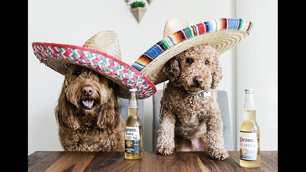 Cats & Dog Funnies Compilations