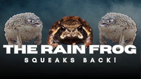 The Cutest Angriest Frog You’ve Never Seen!