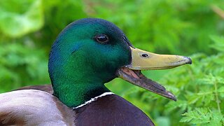Close-ups of the Jungle Drakes