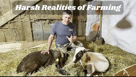 Harsh Realities of Farming (graphic content)