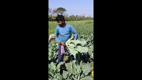 Cauliflower 🥦 cutting ✂️ Expart