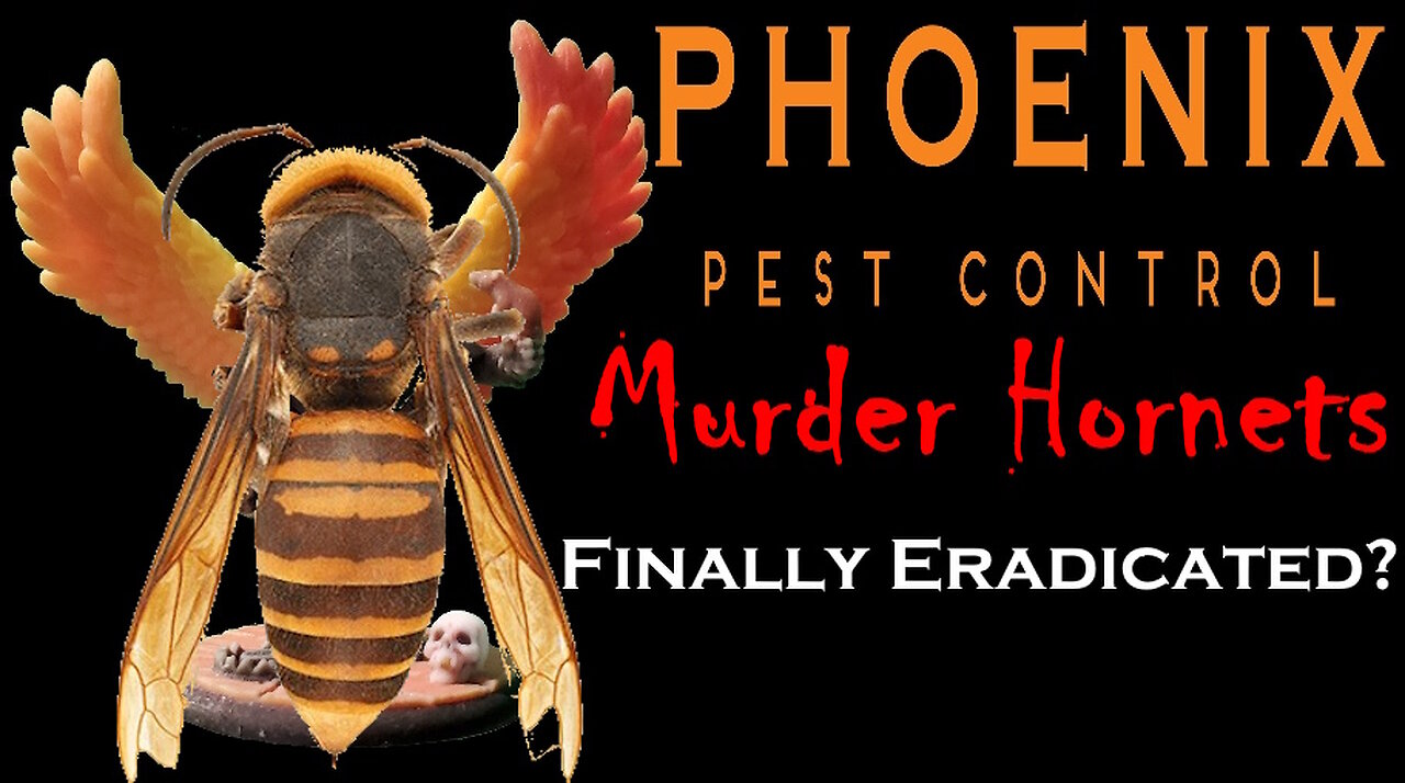 Are Murder Hornets Finally Eradicated?