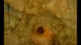 The Crawling Eye (1958) – COLORIZED Classic Horror!