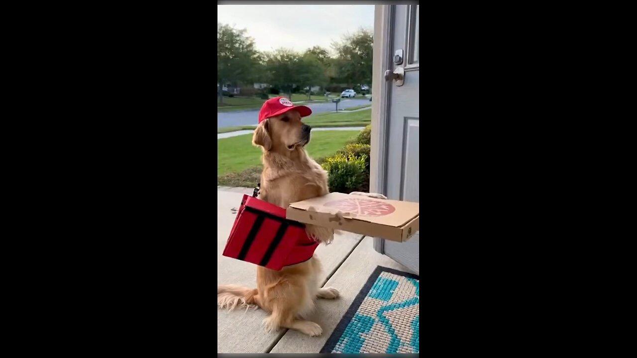 📦🐶 “Delivery Dog vs The Chaos: Who Will Win?! 😂”