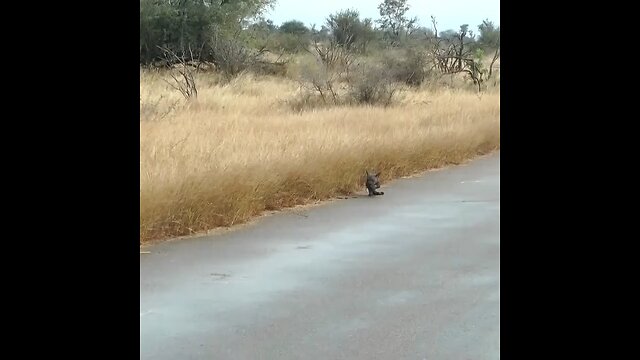 Lions attacking wild Dogs