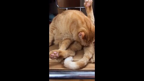 Funny Cat Videos, Funny Kittens