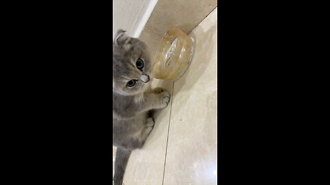 Kitti