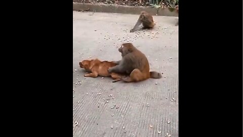 Adorable Dog Chases Playful Monkeys