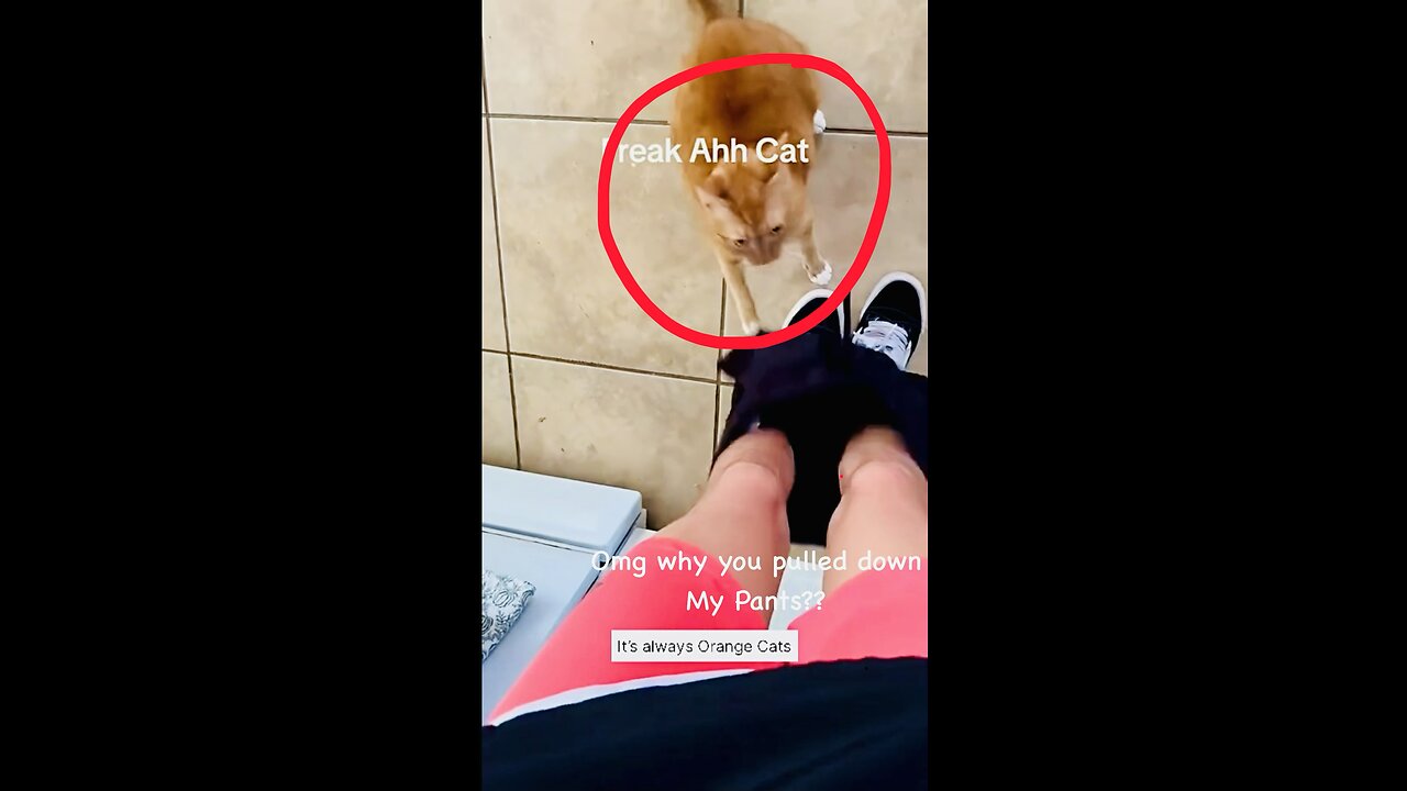 Orange cat chaos!😂😅