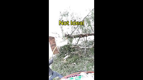 Cutting a Pine Tree Off a Power Line – Precision Chainsaw Work