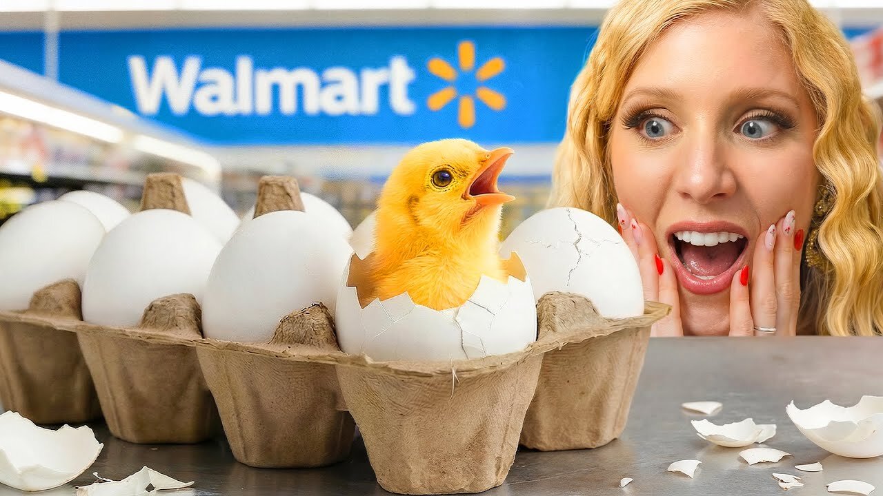 Hatching Grocery Store Eggs as Pets!