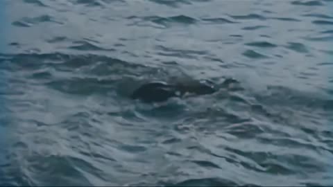 Navy Lifesaving 1943