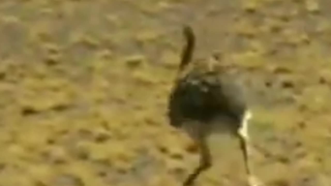 ñandú