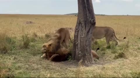 #jungle #lion