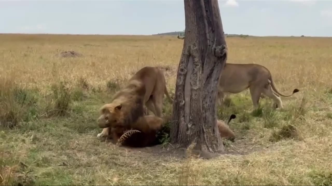 #jungle #lion
