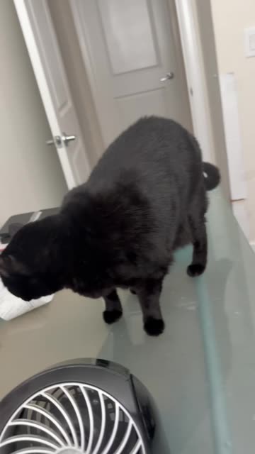 Cute Precious Piper Does Another Desk Check - My Adopted Shelter Cat Vlog. #shorts