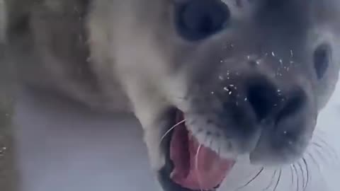 Seals CANNOT be real 😂😂😂