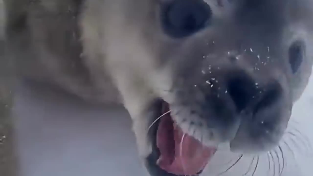 Seals CANNOT be real 😂😂😂