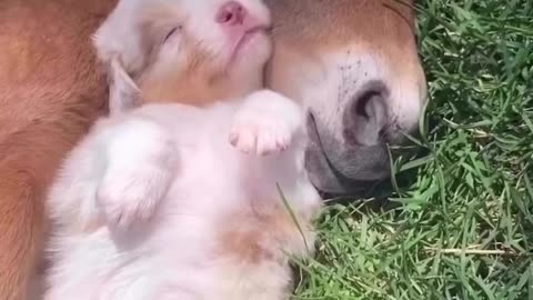 The cutest thing ever seen today ❣️❣️😍