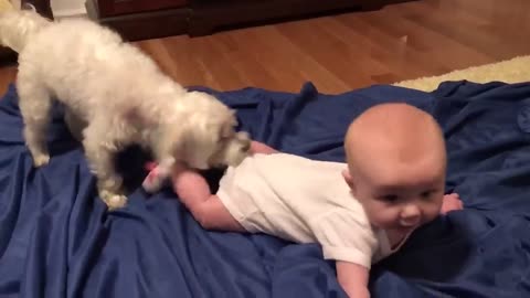 Funny Animals Pet kids Video