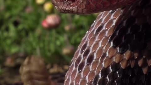 A highly venomous Huamantlan rattlesnake (Crotalus scutulatus salvini) is a stunning subspecies of the Mojave rattlesnake from Central Mexico