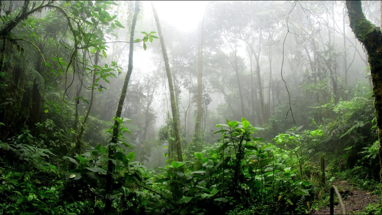 Tropical Rainforest Sounds | 8 Hours of Gentle Rain on Leaves for Sleep, Relaxation and Meditation