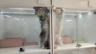 😂💥 He Thought He Could Destroy His Enemy... | FunFM