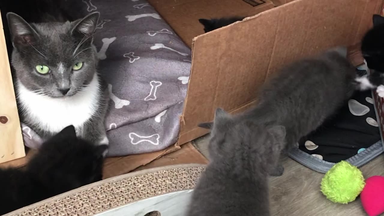 Rescue cat has kittens!