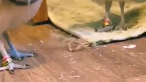 Owl babies are watching the worm🦉🥹